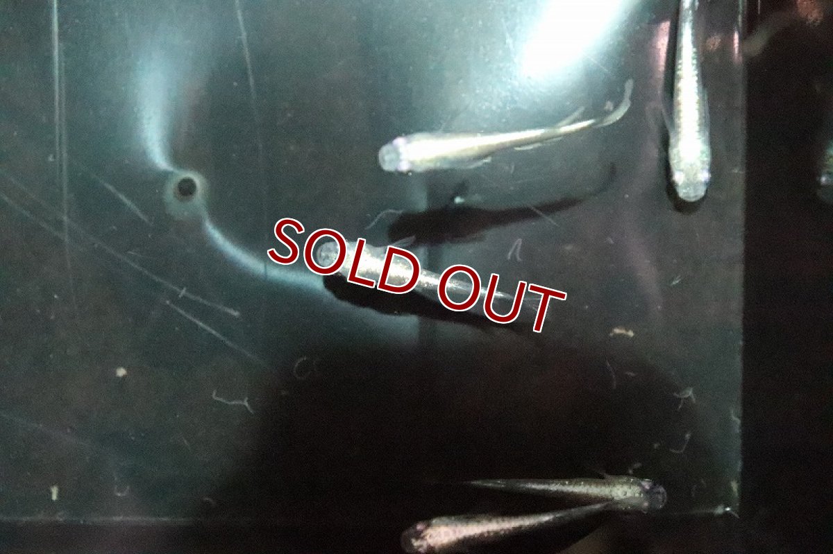 画像3: 【淡水魚】金ラメ幹之メダカ(中里氏系統)SSグレード【1匹】(変わりメダカ)（生体）（淡水）NKＫＭ (3)