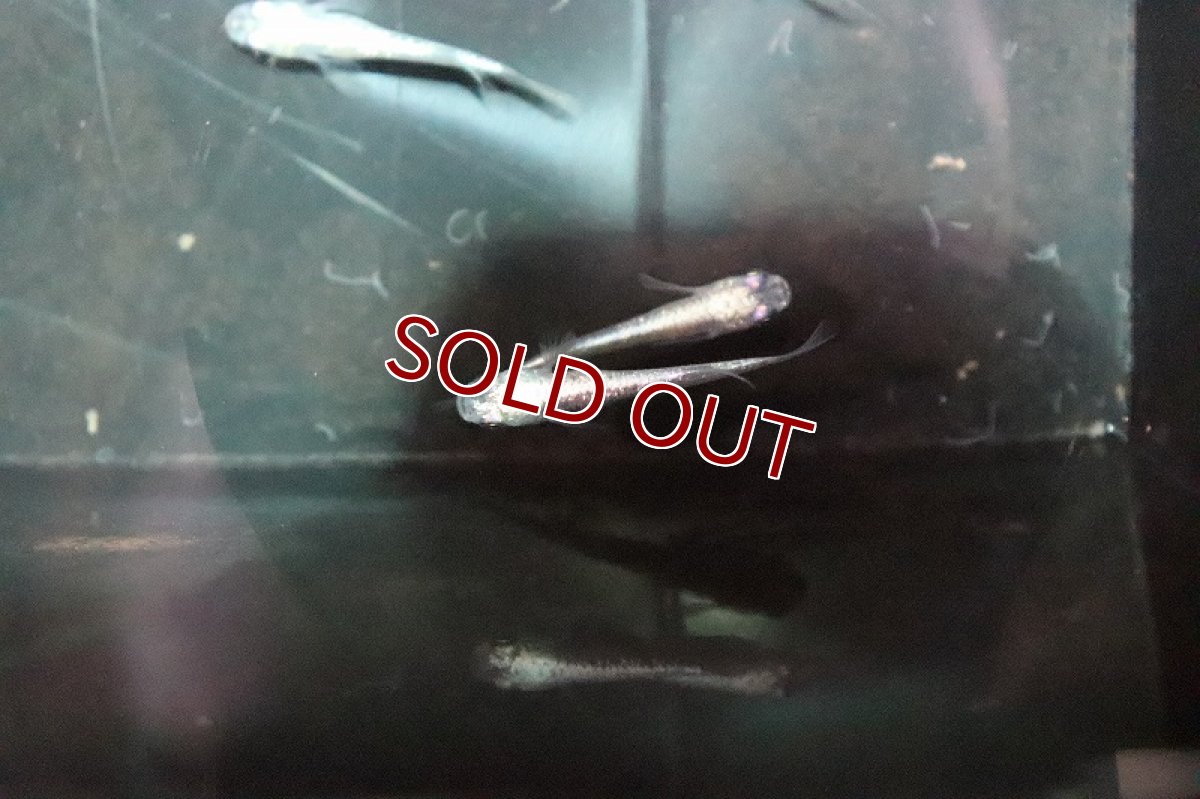 画像4: 【淡水魚】金ラメ幹之メダカ(中里氏系統)SSグレード【1匹】(変わりメダカ)（生体）（淡水）NKＫＭ (4)