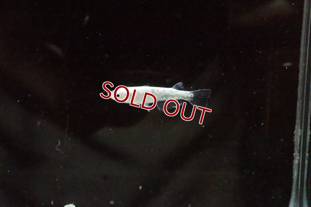 画像5: 【淡水魚】金ラメ幹之メダカ(中里氏系統)SSグレード【1匹】(変わりメダカ)（生体）（淡水）NKＫＭ (5)