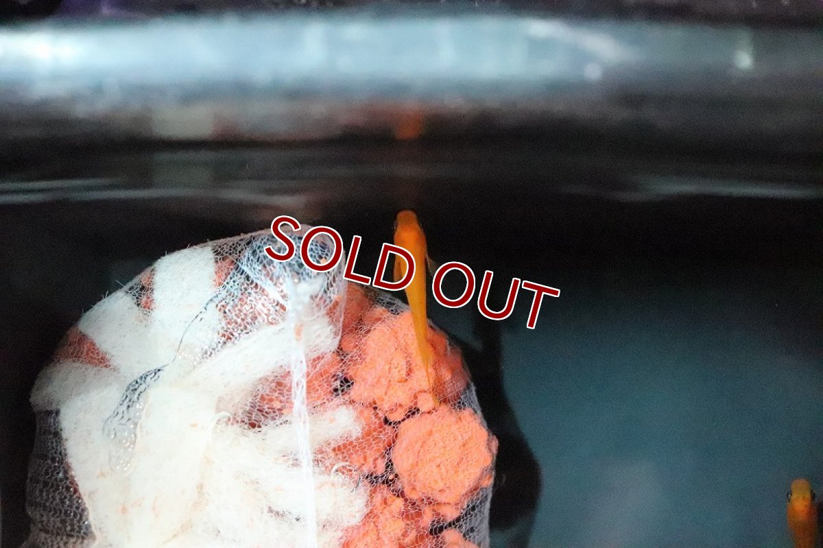 画像2: 【淡水魚】紅薊メダカ (べにあざみ)【1匹】(変わりメダカ)（生体）（淡水）NKＫＭ (2)