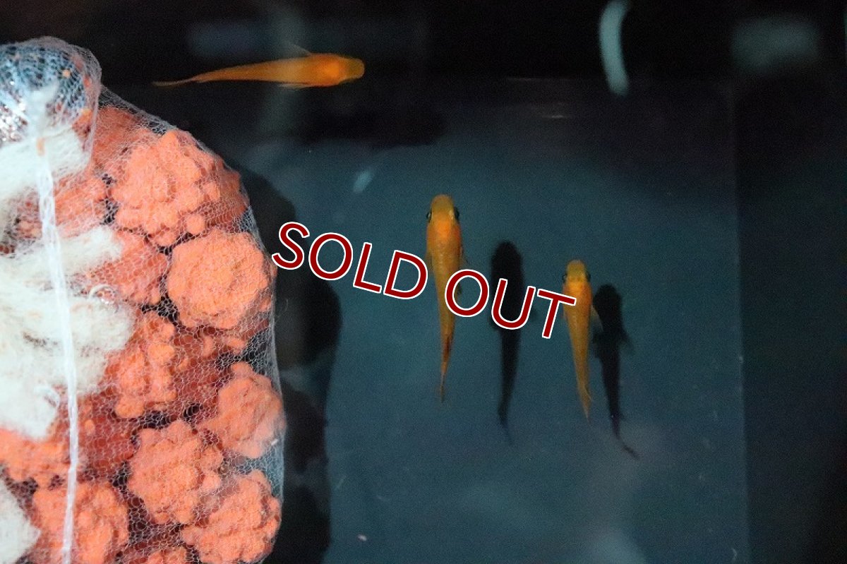 画像3: 【淡水魚】紅薊メダカ (べにあざみ)【1匹】(変わりメダカ)（生体）（淡水）NKＫＭ (3)