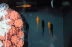 画像3: 【淡水魚】【通販】紅薊メダカ (べにあざみ)【1匹】(変わりメダカ)（生体）（淡水）NKＫＭ (3)