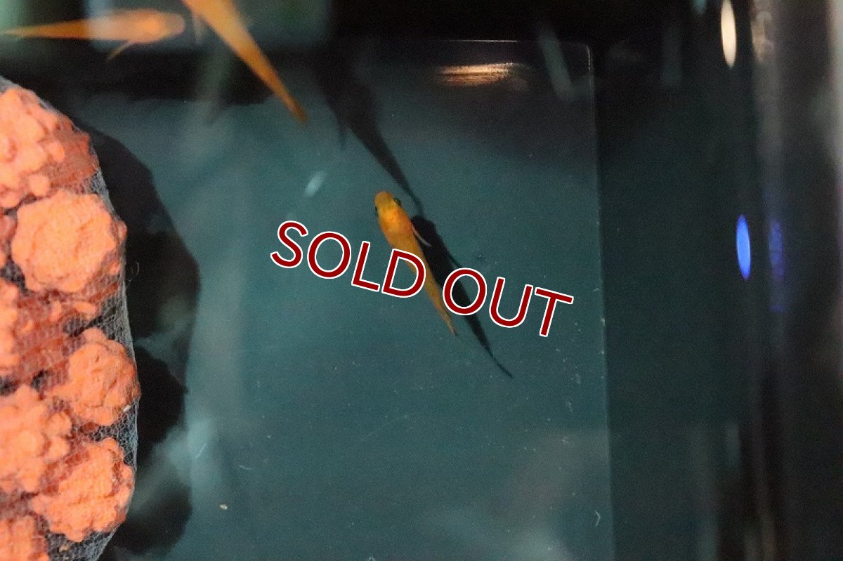 画像4: 【淡水魚】紅薊メダカ (べにあざみ)【1匹】(変わりメダカ)（生体）（淡水）NKＫＭ (4)