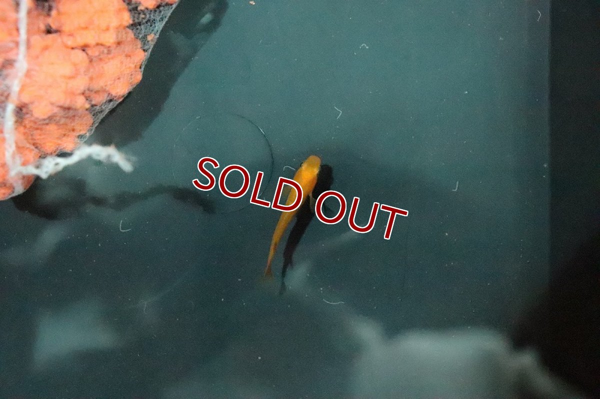 画像5: 【淡水魚】紅薊メダカ (べにあざみ)【1匹】(変わりメダカ)（生体）（淡水）NKＫＭ (5)