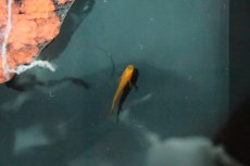 画像5: 【淡水魚】【通販】紅薊メダカ (べにあざみ)【1匹】(変わりメダカ)（生体）（淡水）NKＫＭ (5)