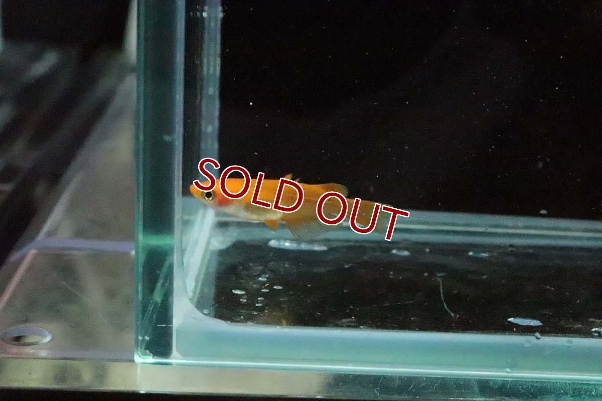 画像6: 【淡水魚】紅薊メダカ (べにあざみ)【1匹】(変わりメダカ)（生体）（淡水）NKＫＭ (6)