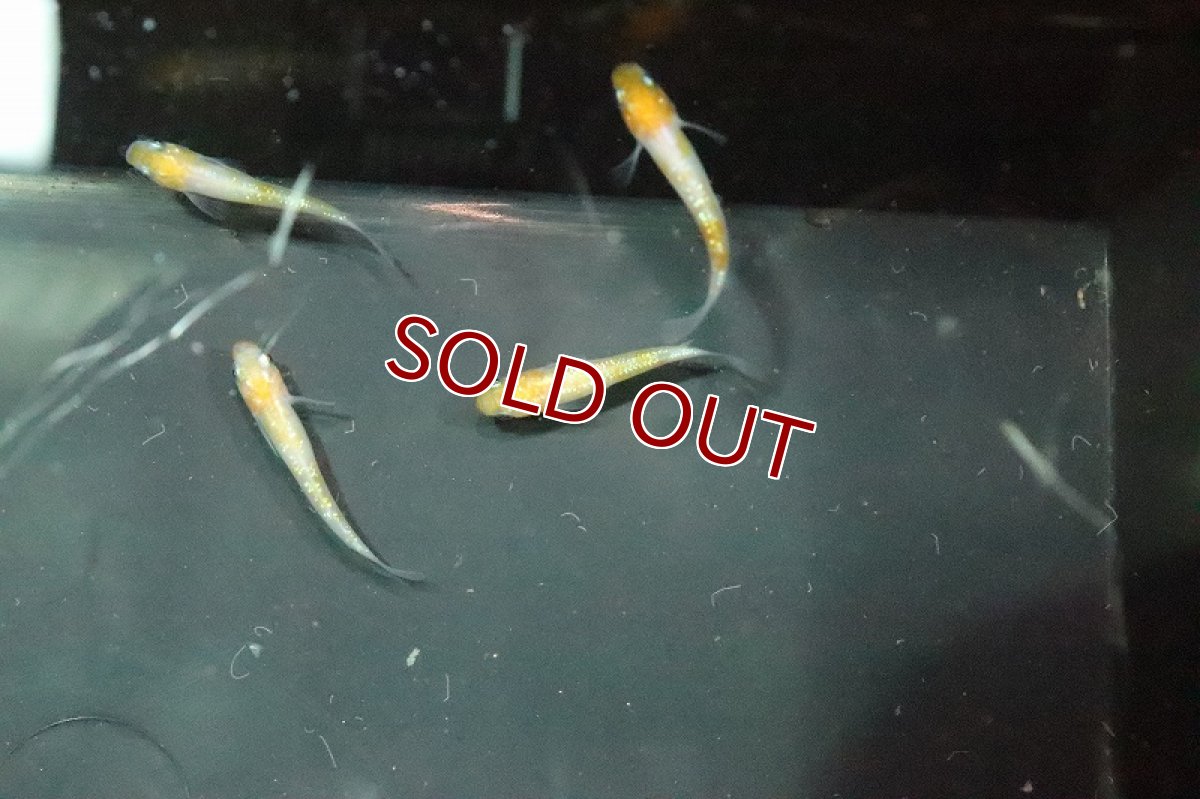 画像2: 【淡水魚】黄桜メダカ【1匹】(変わりメダカ)（生体）（淡水）NKＫＭ (2)