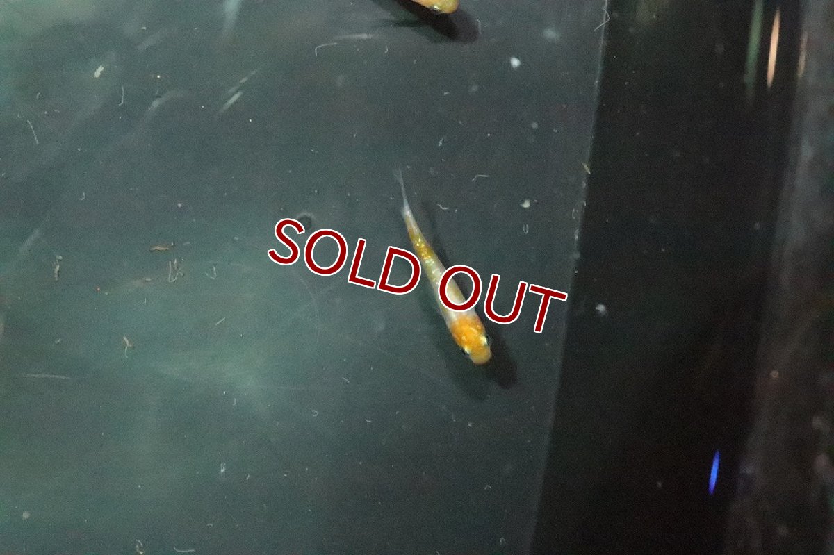 画像3: 【淡水魚】黄桜メダカ【1匹】(変わりメダカ)（生体）（淡水）NKＫＭ (3)