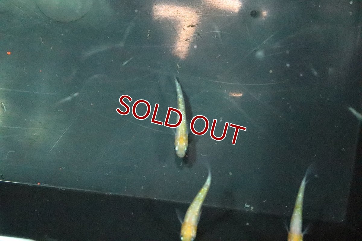 画像4: 【淡水魚】黄桜メダカ【1匹】(変わりメダカ)（生体）（淡水）NKＫＭ (4)