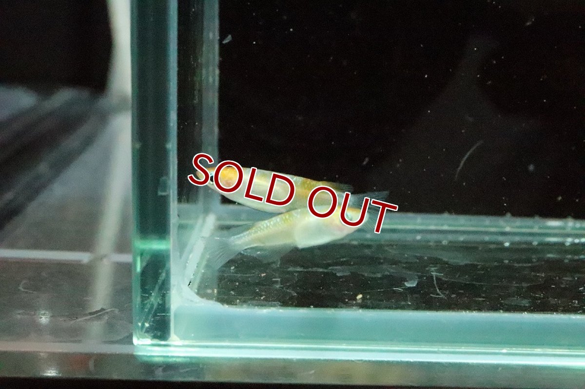 画像5: 【淡水魚】黄桜メダカ【1匹】(変わりメダカ)（生体）（淡水）NKＫＭ (5)