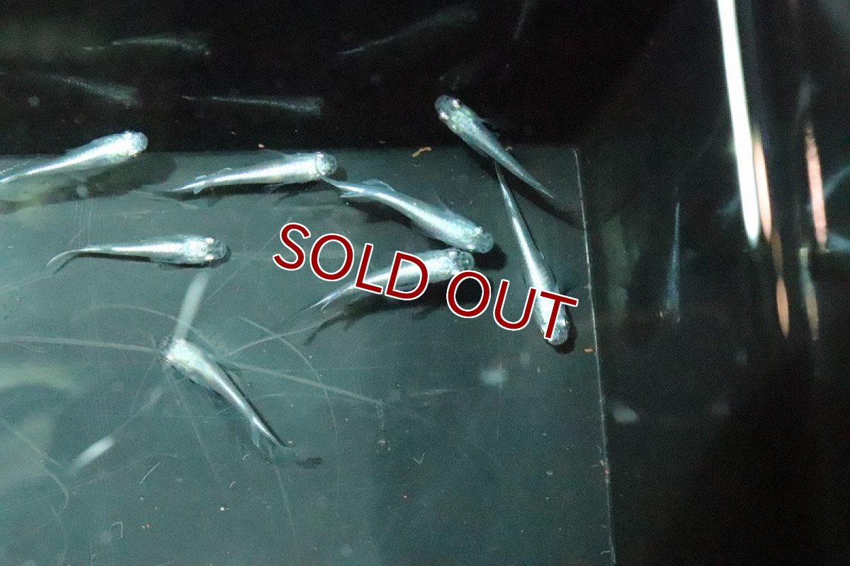 画像3: 【淡水魚】Ｓグレード 幹之スーパー強光メダカ【1匹】(変わりメダカ)（生体）（淡水）NKＫＭ (3)