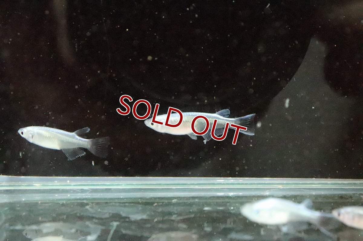 画像4: 【淡水魚】Ｓグレード 幹之スーパー強光メダカ【1匹】(変わりメダカ)（生体）（淡水）NKＫＭ (4)