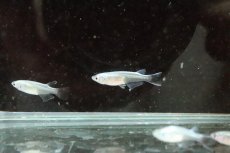 画像4: 【淡水魚】【通販】Ｓグレード 幹之スーパー強光メダカ【1匹】(変わりメダカ)（生体）（淡水）NKＫＭ (4)