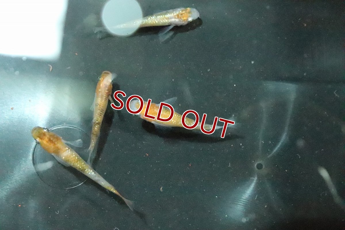 画像2: 【淡水魚】行田錦メダカ(非透明鱗三色ラメ)【1匹】(変わりメダカ)（生体）（淡水）NKＫＭ (2)