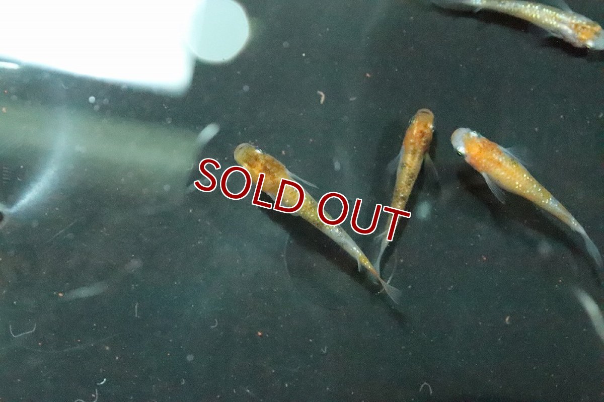 画像3: 【淡水魚】行田錦メダカ(非透明鱗三色ラメ)【1匹】(変わりメダカ)（生体）（淡水）NKＫＭ (3)