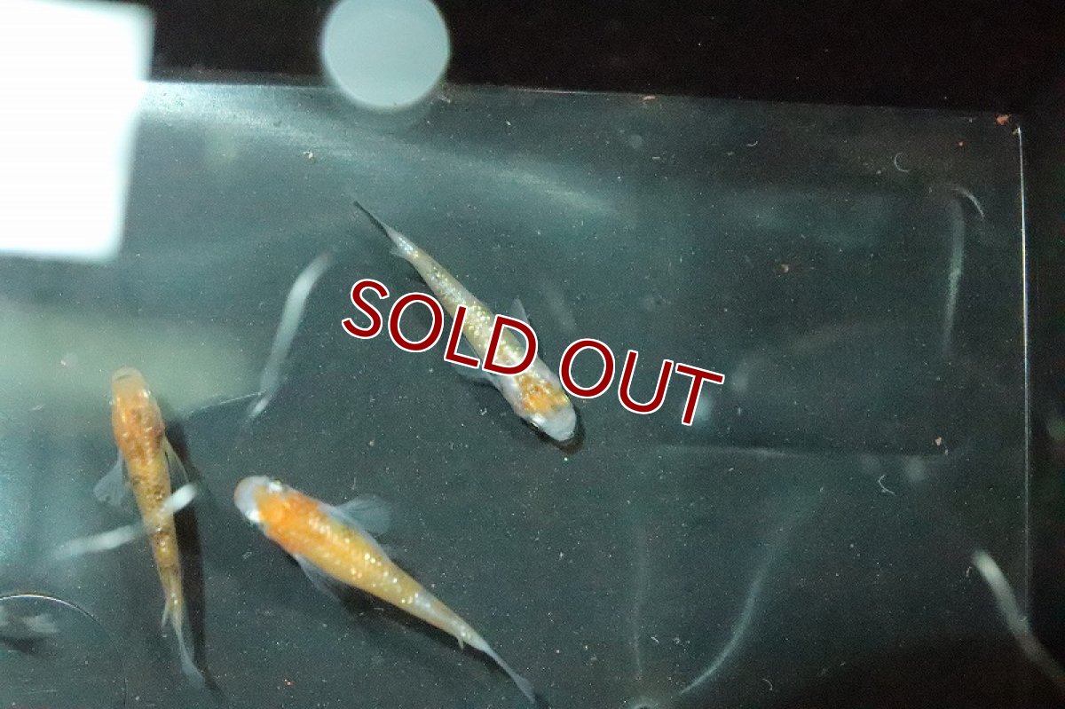 画像4: 【淡水魚】行田錦メダカ(非透明鱗三色ラメ)【1匹】(変わりメダカ)（生体）（淡水）NKＫＭ (4)