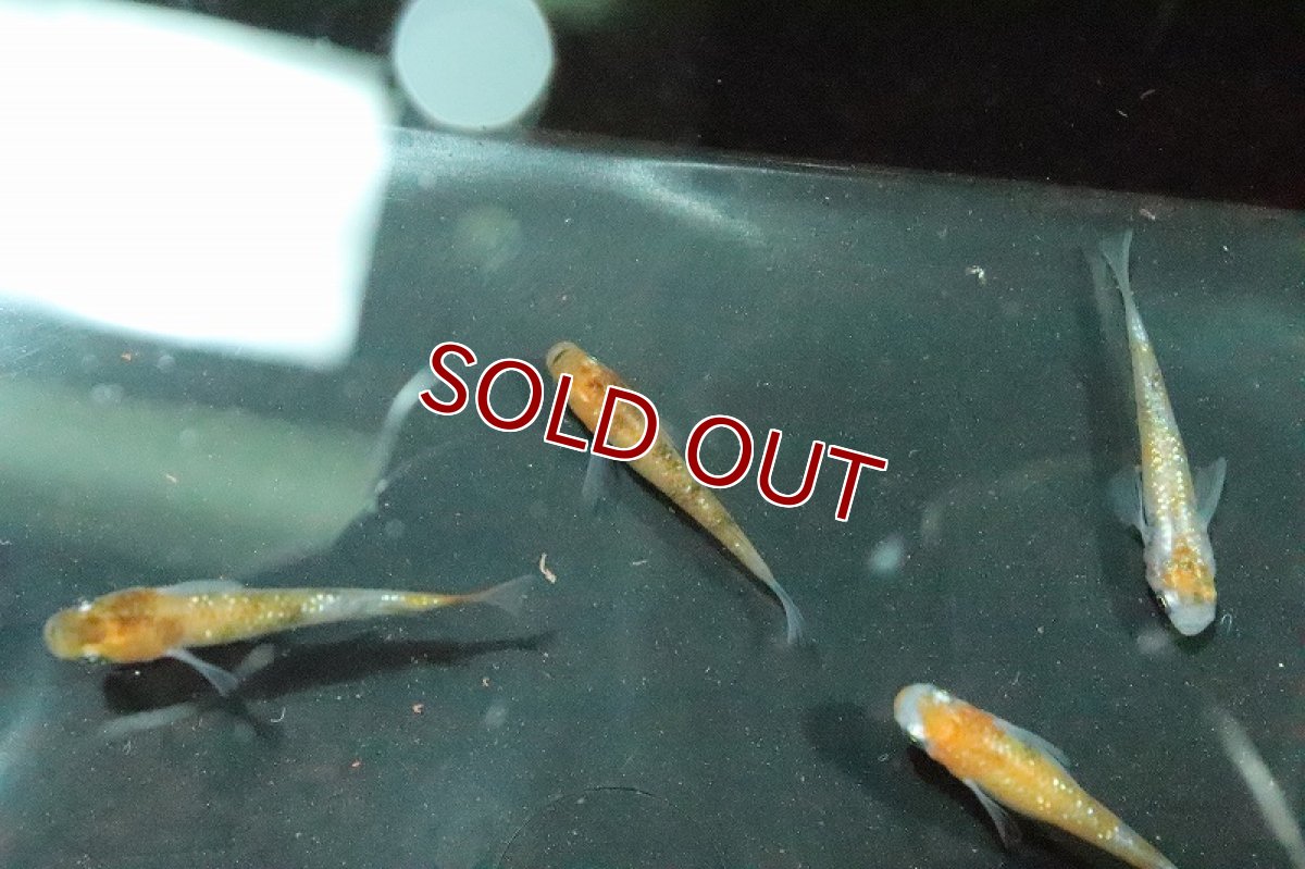 画像5: 【淡水魚】行田錦メダカ(非透明鱗三色ラメ)【1匹】(変わりメダカ)（生体）（淡水）NKＫＭ (5)