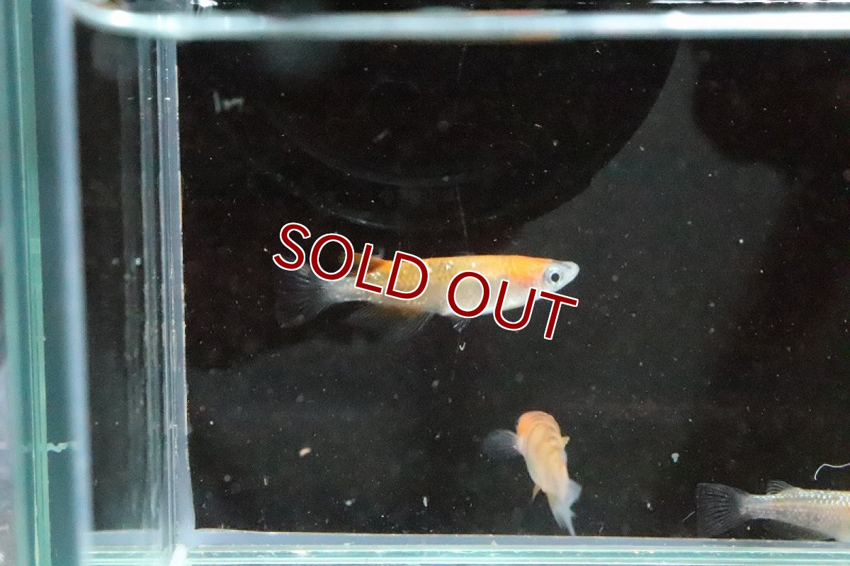 画像6: 【淡水魚】行田錦メダカ(非透明鱗三色ラメ)【1匹】(変わりメダカ)（生体）（淡水）NKＫＭ (6)