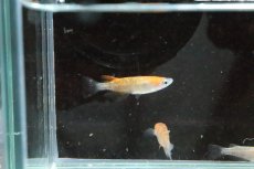 画像6: 【淡水魚】【通販】行田錦メダカ(非透明鱗三色ラメ)【1匹】(変わりメダカ)（生体）（淡水）NKＫＭ (6)