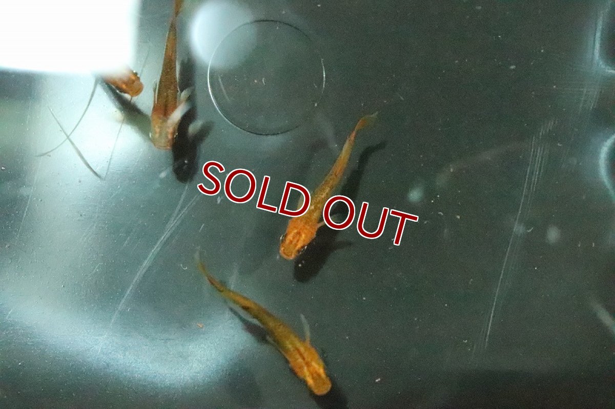 画像3: 【淡水魚】黒龍姫メダカ【1匹】(変わりメダカ)（生体）（淡水）NKＫＭ (3)