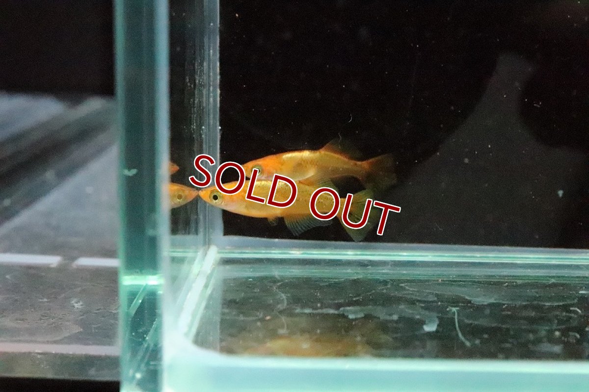 画像5: 【淡水魚】黒龍姫メダカ【1匹】(変わりメダカ)（生体）（淡水）NKＫＭ (5)