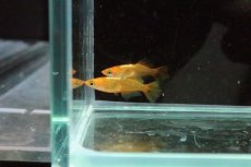 画像5: 【淡水魚】黒龍姫メダカ【1匹】(変わりメダカ)（生体）（淡水）NKＫＭ (5)