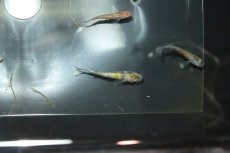 画像1: 【淡水魚】【通販】三色ラメメダカ【１匹】(変わりメダカ)(生体)(熱帯魚)ＮＫKM (1)