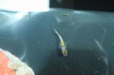 画像2: 【淡水魚】【通販】三色ラメメダカ【１匹】(変わりメダカ)(生体)(熱帯魚)ＮＫKM (2)