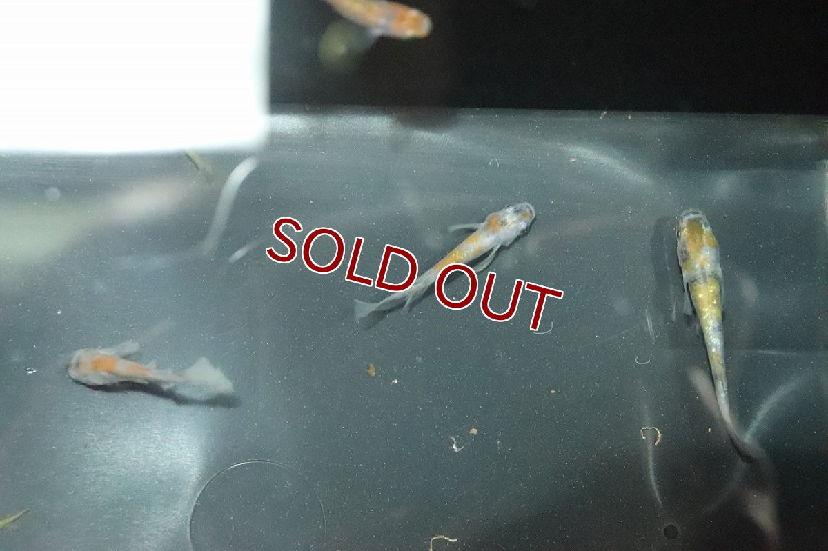 画像3: 【淡水魚】三色ラメメダカ【１匹】(変わりメダカ)(生体)(熱帯魚)ＮＫKM (3)