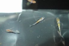 画像3: 【淡水魚】【通販】三色ラメメダカ【１匹】(変わりメダカ)(生体)(熱帯魚)ＮＫKM (3)