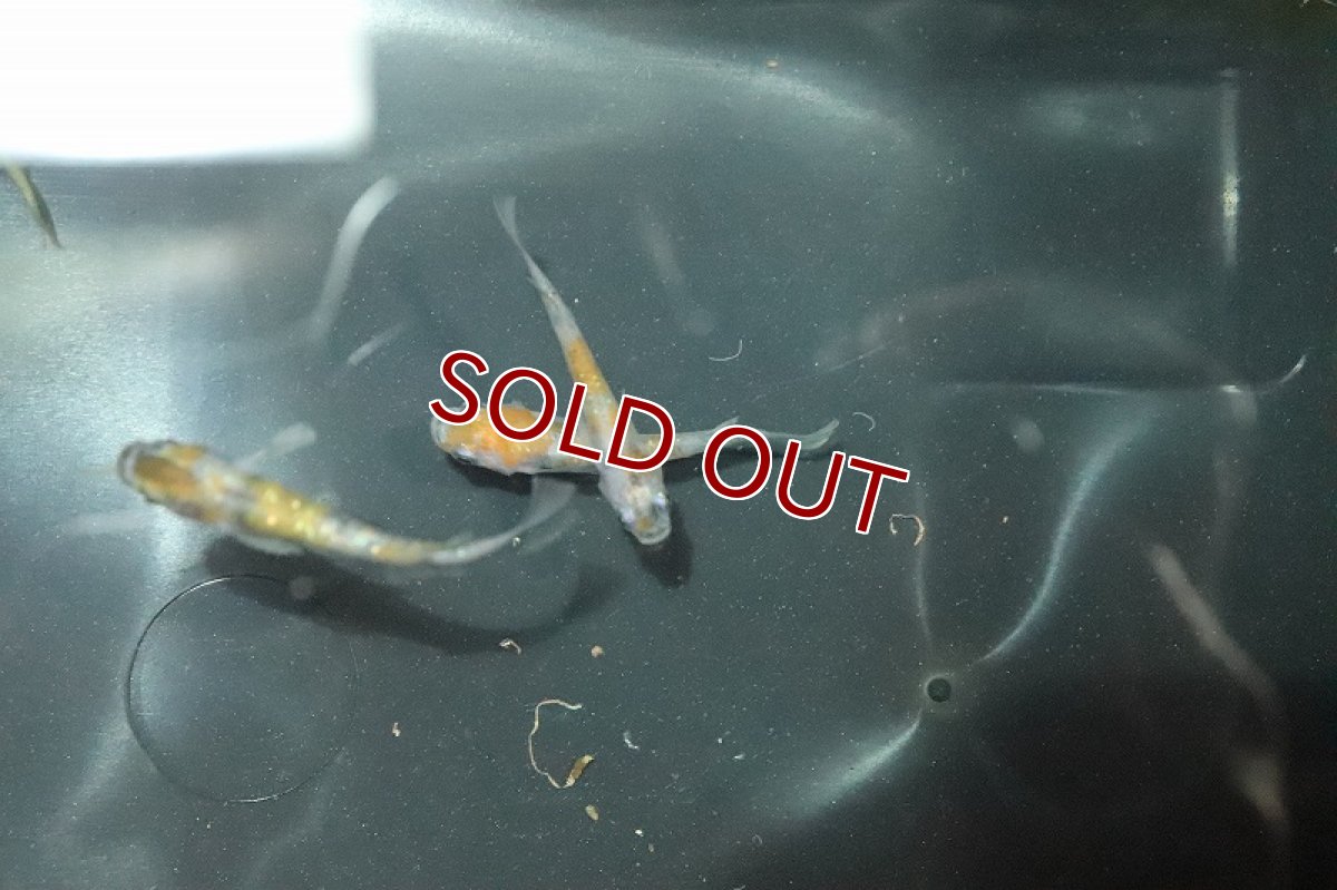 画像4: 【淡水魚】三色ラメメダカ【１匹】(変わりメダカ)(生体)(熱帯魚)ＮＫKM (4)