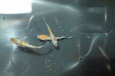 画像4: 【淡水魚】三色ラメメダカ【１匹】(変わりメダカ)(生体)(熱帯魚)ＮＫKM (4)