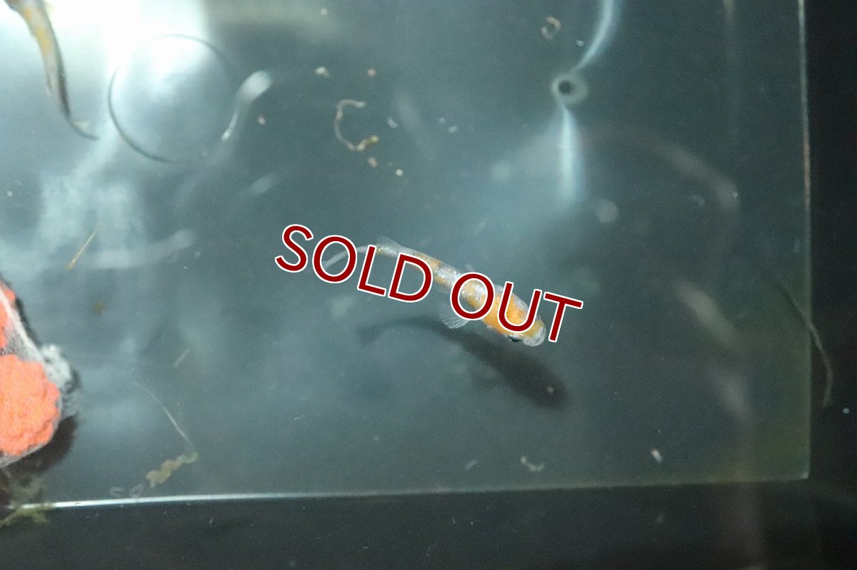 画像5: 【淡水魚】三色ラメメダカ【１匹】(変わりメダカ)(生体)(熱帯魚)ＮＫKM (5)