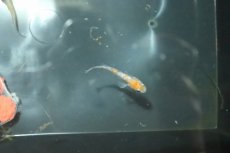 画像5: 【淡水魚】【通販】三色ラメメダカ【１匹】(変わりメダカ)(生体)(熱帯魚)ＮＫKM (5)