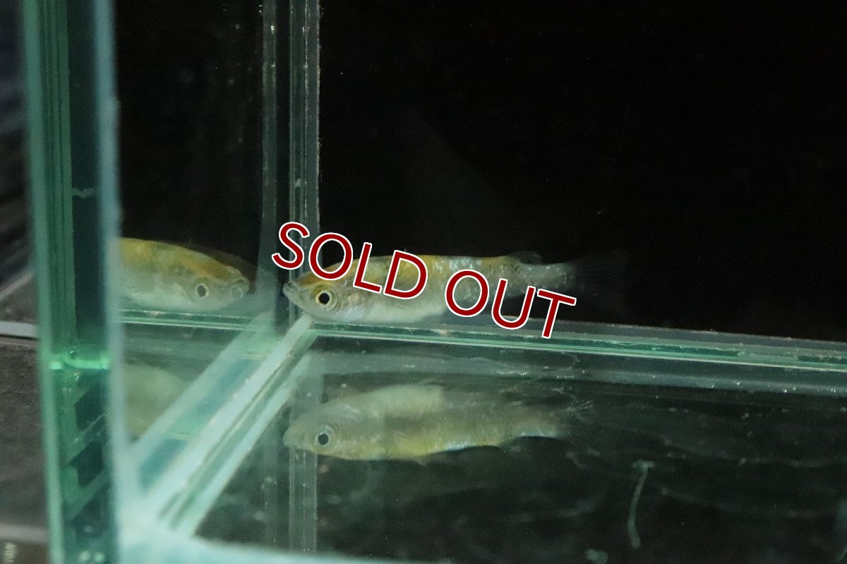 画像6: 【淡水魚】三色ラメメダカ【１匹】(変わりメダカ)(生体)(熱帯魚)ＮＫKM (6)