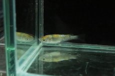 画像6: 【淡水魚】三色ラメメダカ【１匹】(変わりメダカ)(生体)(熱帯魚)ＮＫKM (6)