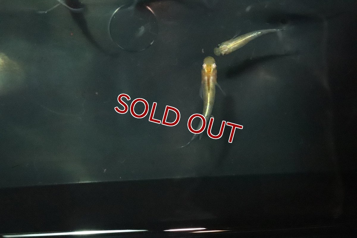 画像2: 【淡水魚】金色夜叉メダカ【１匹】(変わりメダカ)(生体)(熱帯魚)ＮＫKM (2)