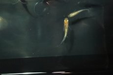 画像2: 【淡水魚】【通販】金色夜叉メダカ【１匹】(変わりメダカ)(生体)(熱帯魚)ＮＫKM (2)