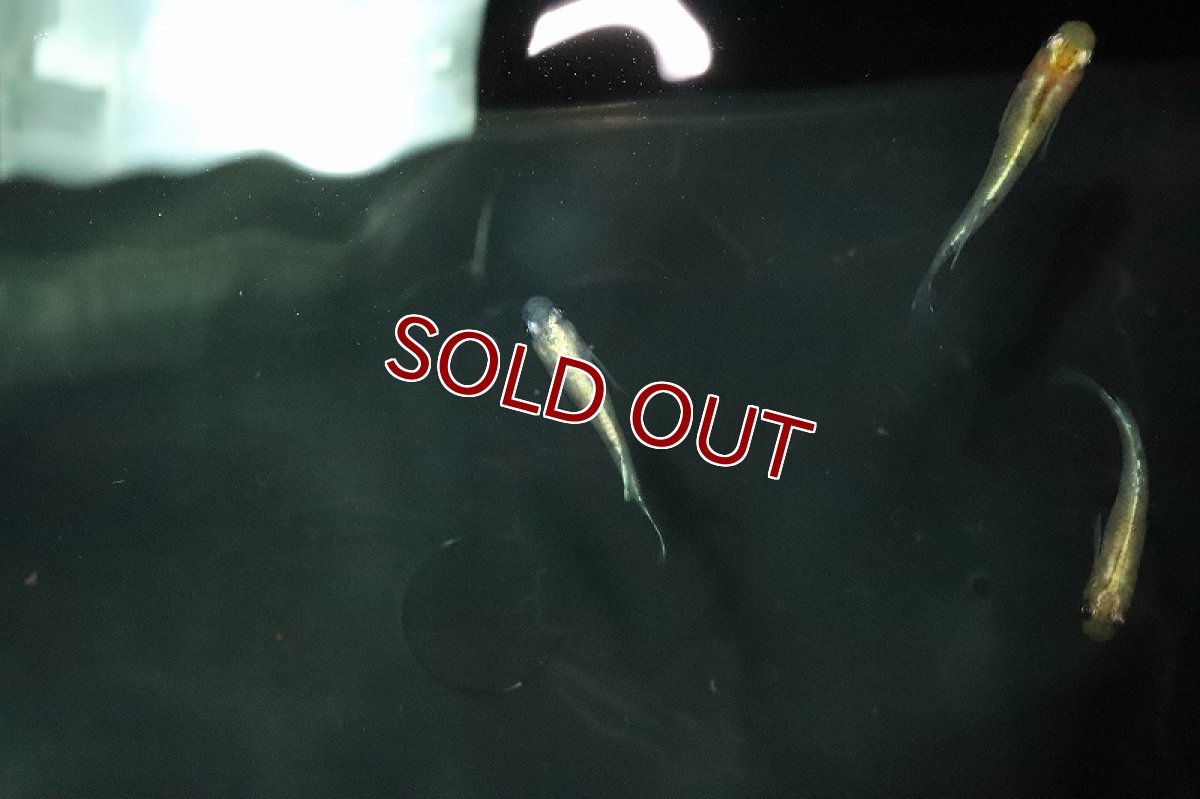 画像3: 【淡水魚】金色夜叉メダカ【１匹】(変わりメダカ)(生体)(熱帯魚)ＮＫKM (3)