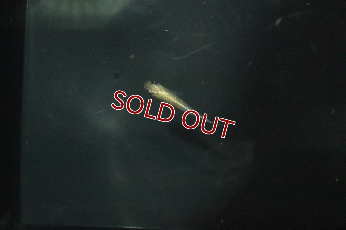 画像4: 【淡水魚】金色夜叉メダカ【１匹】(変わりメダカ)(生体)(熱帯魚)ＮＫKM (4)