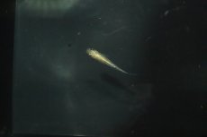 画像4: 【淡水魚】【通販】金色夜叉メダカ【１匹】(変わりメダカ)(生体)(熱帯魚)ＮＫKM (4)