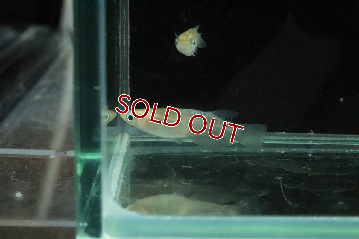 画像5: 【淡水魚】金色夜叉メダカ【１匹】(変わりメダカ)(生体)(熱帯魚)ＮＫKM (5)