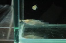 画像5: 【淡水魚】【通販】金色夜叉メダカ【１匹】(変わりメダカ)(生体)(熱帯魚)ＮＫKM (5)