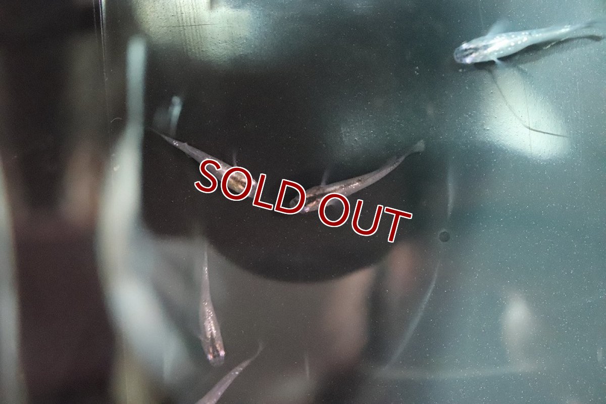 画像2: 【淡水魚】月虹ラメメダカ【１匹】(変わりメダカ)(生体)(熱帯魚)ＮＫKM (2)