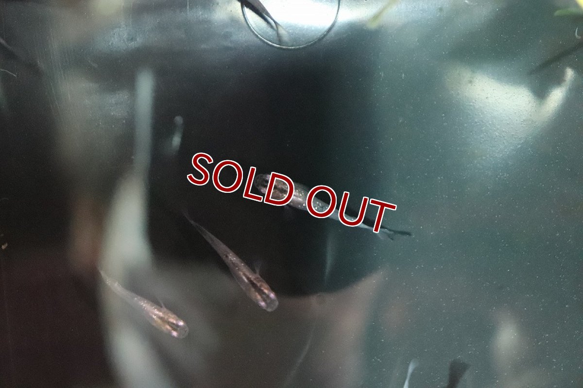 画像3: 【淡水魚】月虹ラメメダカ【１匹】(変わりメダカ)(生体)(熱帯魚)ＮＫKM (3)