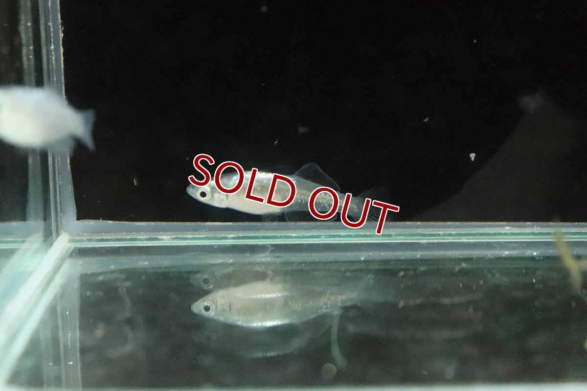 画像4: 【淡水魚】月虹ラメメダカ【１匹】(変わりメダカ)(生体)(熱帯魚)ＮＫKM (4)