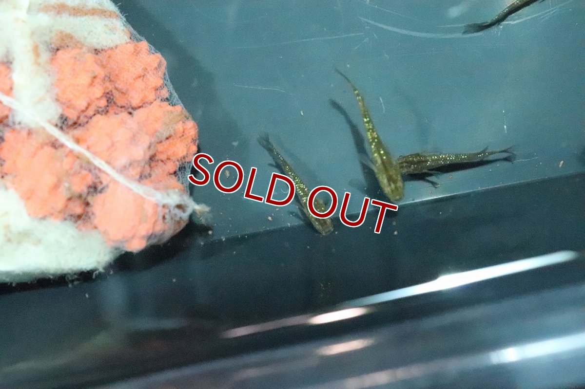 画像2: 【淡水魚】琥珀レインボーラメメダカ【１匹】(変わりメダカ)(生体)(熱帯魚)ＮＫKM (2)