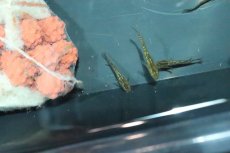 画像2: 【淡水魚】【通販】琥珀レインボーラメメダカ【１匹】(変わりメダカ)(生体)(熱帯魚)ＮＫKM (2)