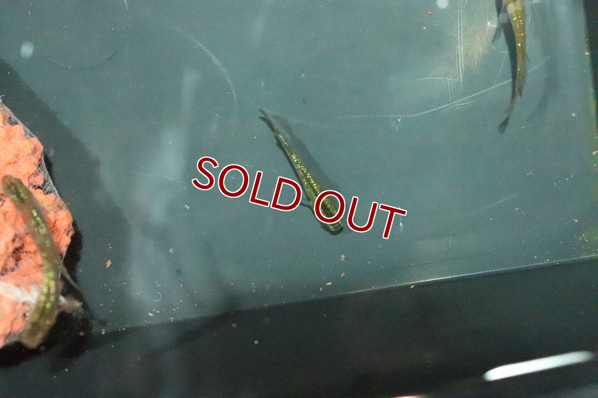 画像3: 【淡水魚】琥珀レインボーラメメダカ【１匹】(変わりメダカ)(生体)(熱帯魚)ＮＫKM (3)