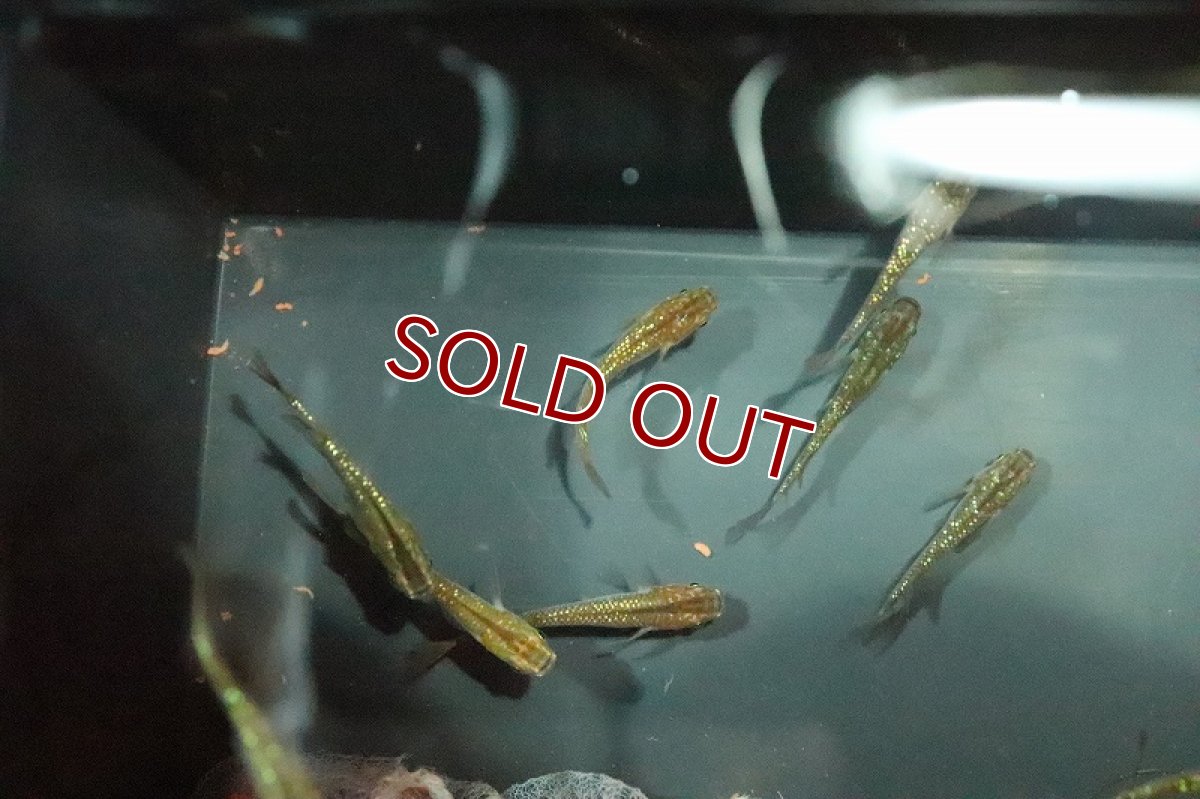 画像4: 【淡水魚】琥珀レインボーラメメダカ【１匹】(変わりメダカ)(生体)(熱帯魚)ＮＫKM (4)